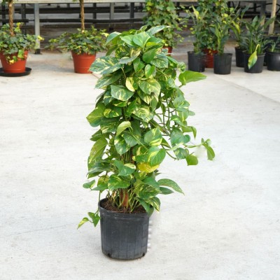 Epipremnum aureum - pole 10in - Washington - Cascade Tropicals