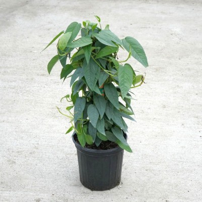 Epipremnum pin. 'Cebu Blue' - pole