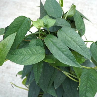 Epipremnum pin. 'Cebu Blue' - pole