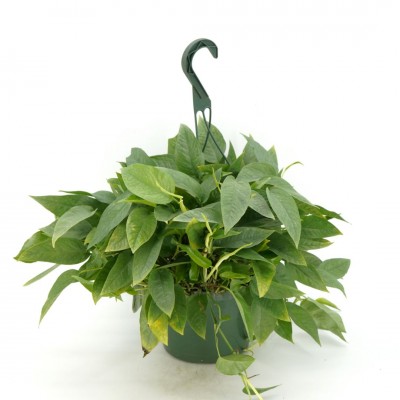 Epipremnum pin. 'Cebu Blue' - HB