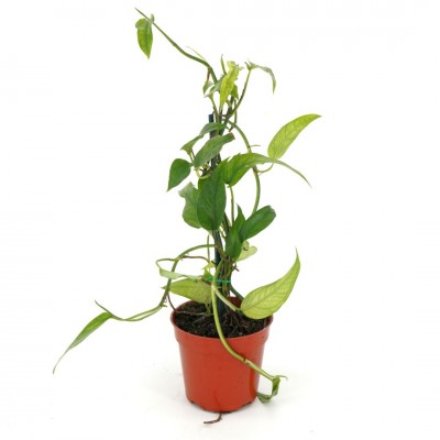 Epipremnum pinnatum 'Skeleton Key'