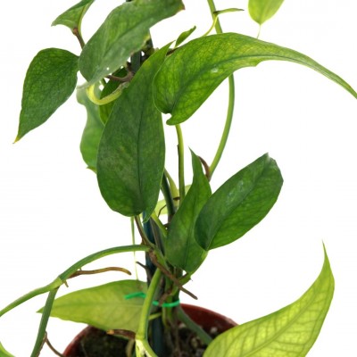 Epipremnum pinnatum 'Skeleton Key'