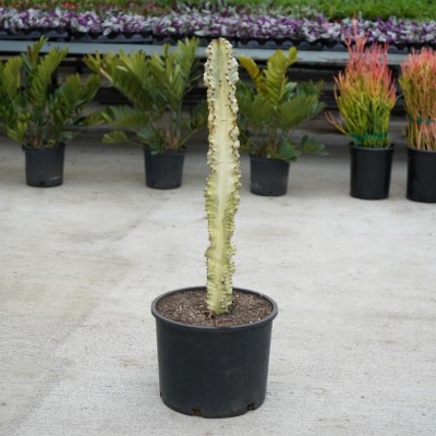 Euphorbia ammak