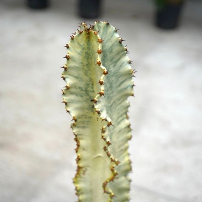 Euphorbia ammak