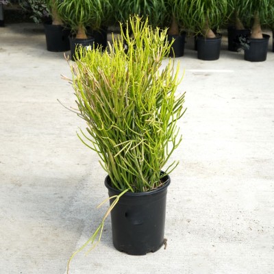 Euphorbia tirucalli Firesticks