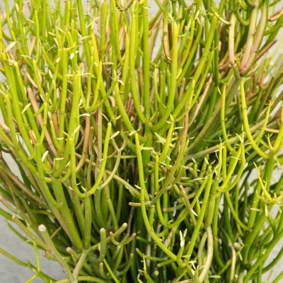 Euphorbia tirucalli Firesticks