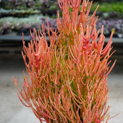 Euphorbia tirucalli Firesticks