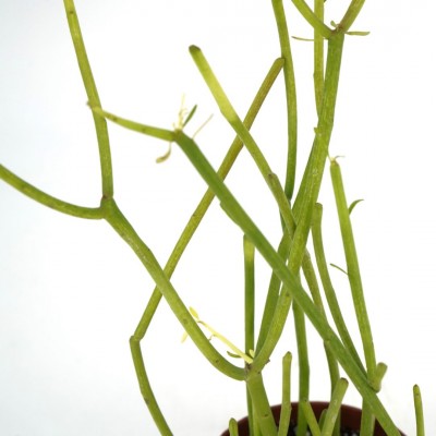 Euphorbia tirucalli Firesticks