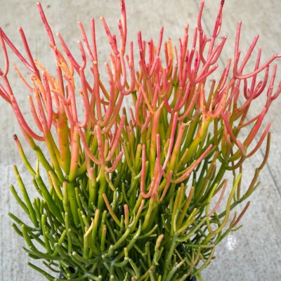 Euphorbia tirucalli Firesticks