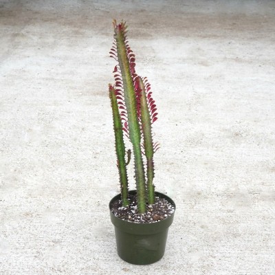 Euphorbia trigona 'Rubra'