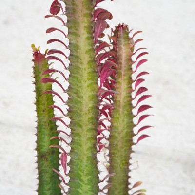 Euphorbia trigona 'Rubra'