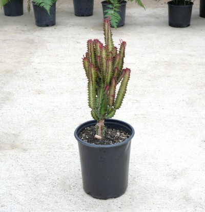 Euphorbia trigona 'Rubra'