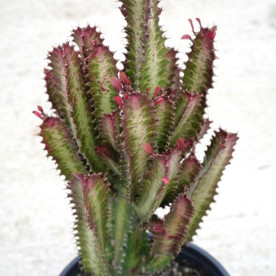 Euphorbia trigona 'Rubra'