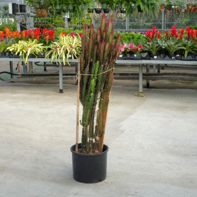 Euphorbia trigona 'Rubra'