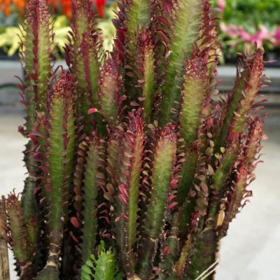 Euphorbia trigona 'Rubra'