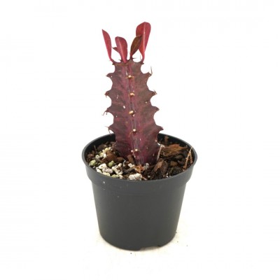 Euphorbia trigona 'Rubra'