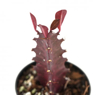 Euphorbia trigona 'Rubra'