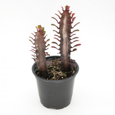 Euphorbia trigona 'Rubra'