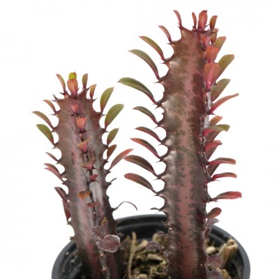 Euphorbia trigona 'Rubra'