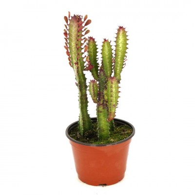 Euphorbia trigona 'Rubra'