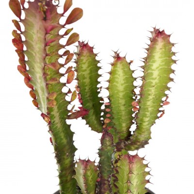 Euphorbia trigona 'Rubra'