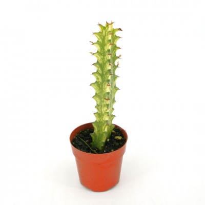 Euphorbia trigona 'Variegata'