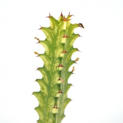 Euphorbia trigona 'Variegata'