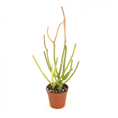 Euphorbia tirucalli Firesticks