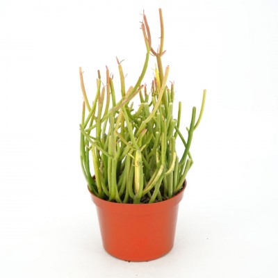 Euphorbia tirucalli Firesticks
