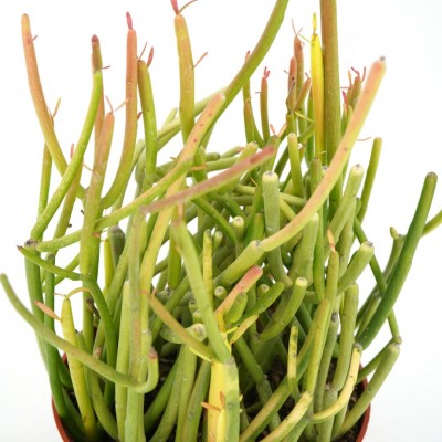 Euphorbia tirucalli Firesticks