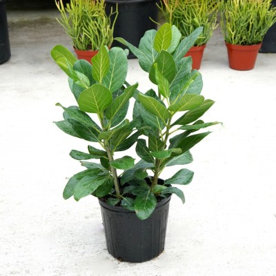 Ficus beng. Audrey - bush