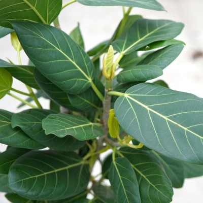 Ficus beng. Audrey - braid