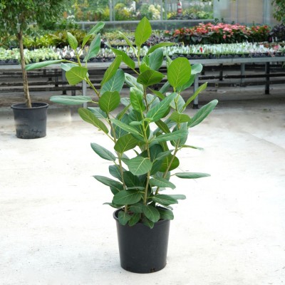 Ficus beng. Audrey - bush