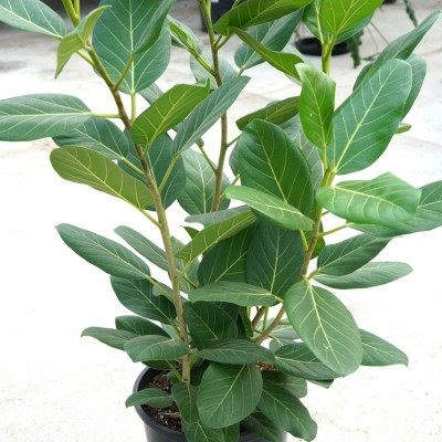 Ficus beng. Audrey - bush