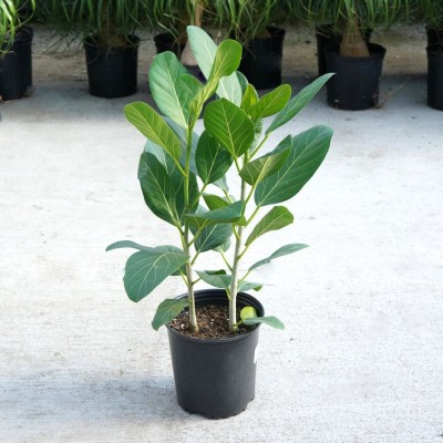 Ficus beng. Audrey - bush