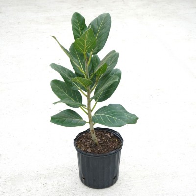 Ficus beng. Audrey - column 10in - Washington - Cascade Tropicals