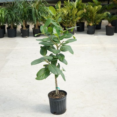 Ficus beng. Audrey - standard