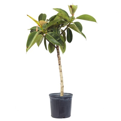 Ficus elastica 'Robusta'