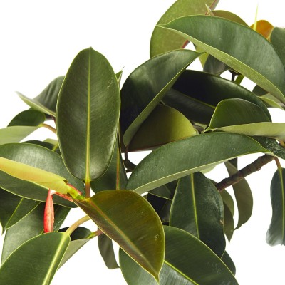 Ficus elastica 'Robusta'