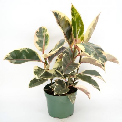 Ficus elastica 'Tineke'