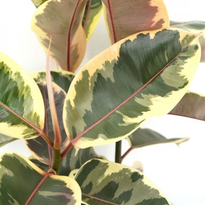 Ficus elastica 'Tineke'