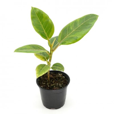 Ficus altissima