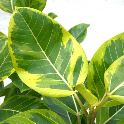 Ficus altissima - standard