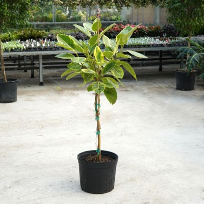 Ficus altissima - standard