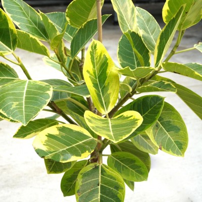 Ficus altissima - standard