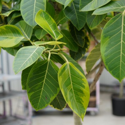 Ficus altissima - standard