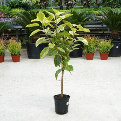 Ficus altissima - standard