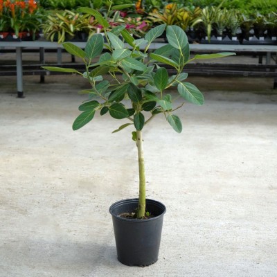 Ficus beng. Audrey - standard