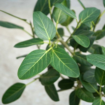 Ficus beng. Audrey - standard