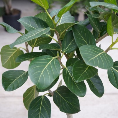 Ficus beng. Audrey - standard